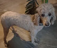 Roxy, a female Poodle - Standard  for sale in Shelbyville, IL – Photo 1 of 4