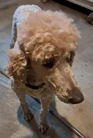 Roxy, a female Poodle - Standard  for sale in Shelbyville, IL – Photo 4 of 4