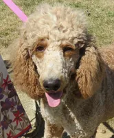 Duchess, a female Poodle - Standard  for sale in Shelbyville, IL – 3 of 4