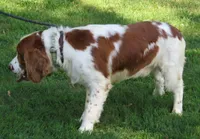 Opie, a male English Springer Spaniel for sale in Shelbyville, IL – 4 of 5