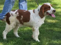 Opie, a male English Springer Spaniel for sale in Shelbyville, IL – 5 of 5