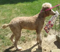 Duchess, a female Poodle - Standard  for sale in Shelbyville, IL – 2 of 4