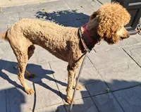 Reba, a female Poodle - Standard  for sale in Shelbyville, IL – 3 of 4