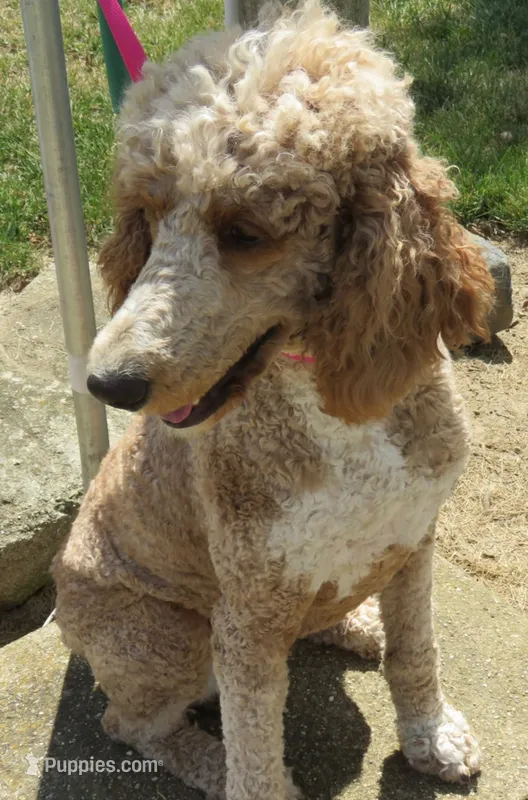 Duchess – Poodle - Standard  puppy for sale in Shelbyville, IL