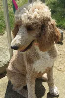 Duchess, a female Poodle - Standard  for sale in Shelbyville, IL – 1 of 4