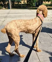 Reba, a female Poodle - Standard  for sale in Shelbyville, IL – 4 of 4