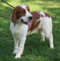 Opie, a male English Springer Spaniel for sale in Shelbyville, IL – 3 of 5