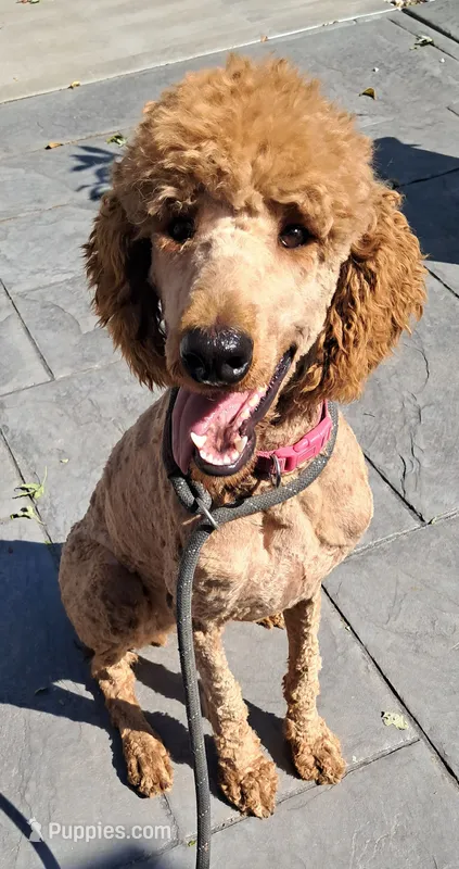 Reba – Poodle - Standard  puppy for sale in Shelbyville, IL