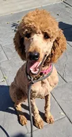 Reba, a female Poodle - Standard  for sale in Shelbyville, IL – 1 of 4