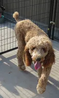 Duchess, a female Poodle - Standard  for sale in Shelbyville, IL – 4 of 4