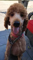 Reba, a female Poodle - Standard  for sale in Shelbyville, IL – 2 of 4