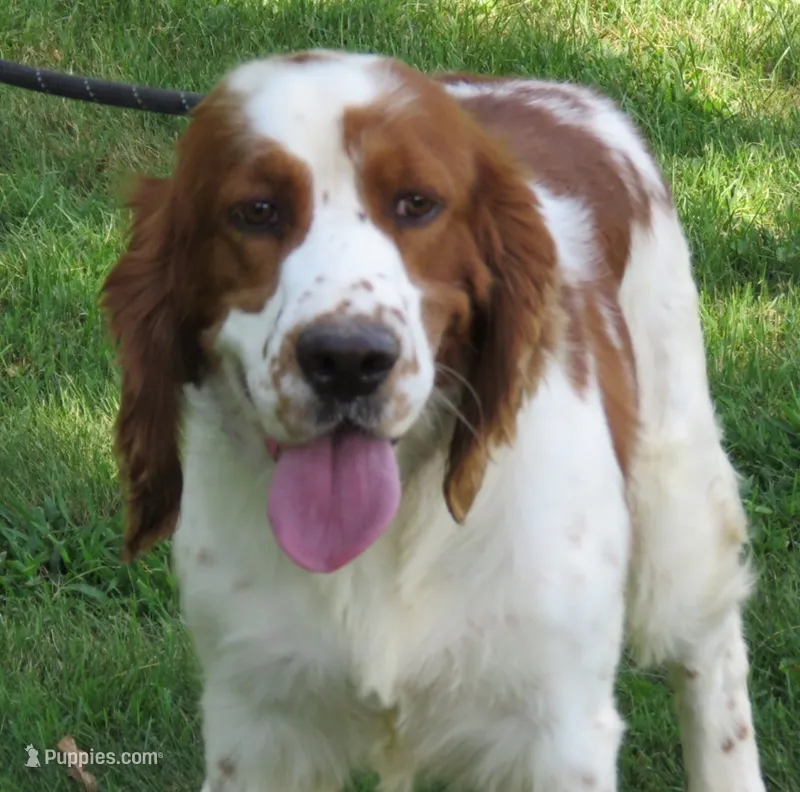 Opie – English Springer Spaniel puppy for sale in Shelbyville, IL