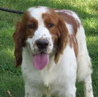 Opie, a male English Springer Spaniel for sale in Shelbyville, IL – 1 of 5