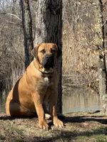 Lucy, a female American Bully and Boerboel for sale in Casey, IL – Photo 6 of 6