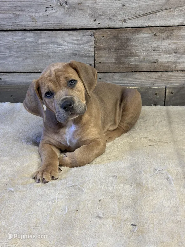 Lucy – American Bully, Boerboel puppy for sale in Casey, IL