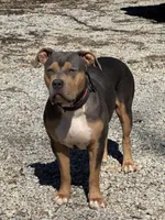 Lucy, a female American Bully and Boerboel for sale in Casey, IL – Photo 5 of 6