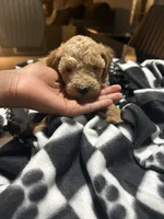 Max, a male Poodle - Toy  for sale in Missouri City, MO – Photo 3 of 4