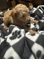 Max, a male Poodle - Toy  for sale in Missouri City, MO – Photo 2 of 4