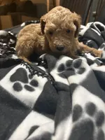 Max, a male Poodle - Toy  for sale in Missouri City, MO – Photo 1 of 4