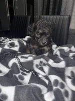 Phantom, a male Poodle - Toy  for sale in Missouri City, MO – Photo 1 of 3