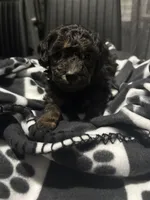 Phantom, a male Poodle - Toy  for sale in Missouri City, MO – Photo 3 of 3