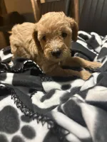 Kobe, a male Poodle - Toy  for sale in Missouri City, MO – Photo 3 of 3