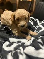 Kobe, a male Poodle - Toy  for sale in Missouri City, MO – Photo 1 of 3