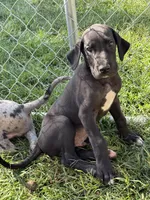 Rosa, a female Great Dane for sale in Milan, IN – 2 of 5
