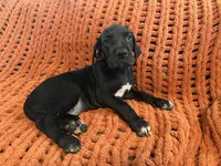 Rosa, a female Great Dane for sale in Milan, IN – 7 of 10