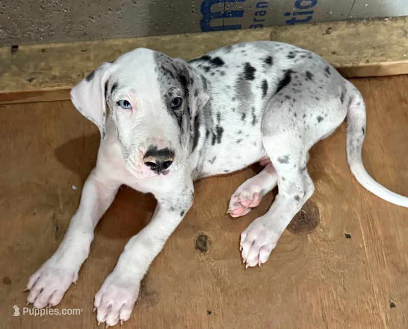 Jake – Great Dane puppy for sale in Milan, IN