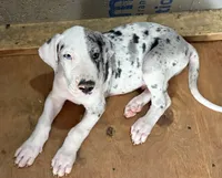 Jake, a male Great Dane for sale in Milan, IN – 1 of 5