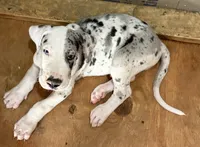 Jake, a male Great Dane for sale in Milan, IN – 5 of 5