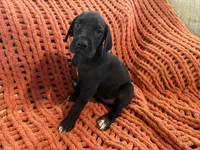 Rosa, a female Great Dane for sale in Milan, IN – 10 of 10