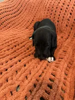 Ace, a male Great Dane for sale in Milan, IN – 3 of 10