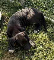 Ace, a male Great Dane for sale in Milan, IN – 2 of 8