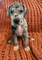 Nova, a female Great Dane for sale in Milan, IN – 2 of 10