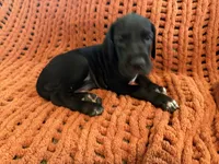 Rosa, a female Great Dane for sale in Milan, IN – 8 of 10