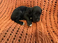 Ace, a male Great Dane for sale in Milan, IN – 5 of 10
