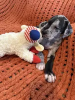 Levi, a male Great Dane for sale in Milan, IN – 3 of 9