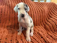 Jake, a male Great Dane for sale in Milan, IN – 10 of 10