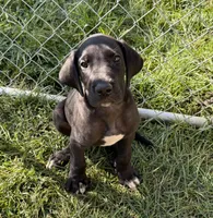 Ace, a male Great Dane for sale in Milan, IN – 3 of 8