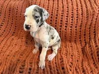 Jake, a male Great Dane for sale in Milan, IN – 4 of 10