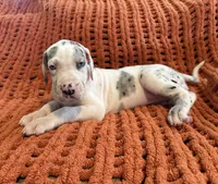 Lilly, a male Great Dane for sale in Milan, IN – 5 of 5