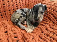 Levi, a male Great Dane for sale in Milan, IN – 6 of 9