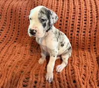 Jake, a male Great Dane for sale in Milan, IN – 3 of 10