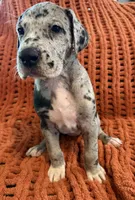 Nova, a female Great Dane for sale in Milan, IN – 4 of 10