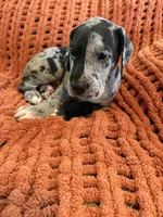 Levi, a male Great Dane for sale in Milan, IN – 7 of 9