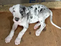 Jake, a male Great Dane for sale in Milan, IN – 3 of 5
