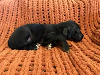 Ace, a male Great Dane for sale in Milan, IN – 2 of 10