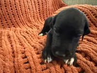 Ace, a male Great Dane for sale in Milan, IN – 7 of 10